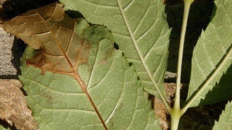 Diseased leaf