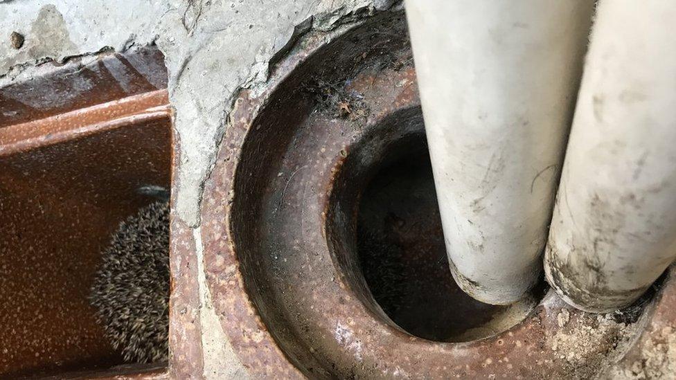 Hedgehog in a sewage pipe