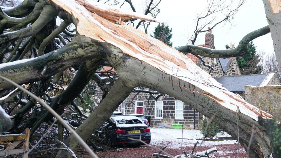 Fallen and broken tree