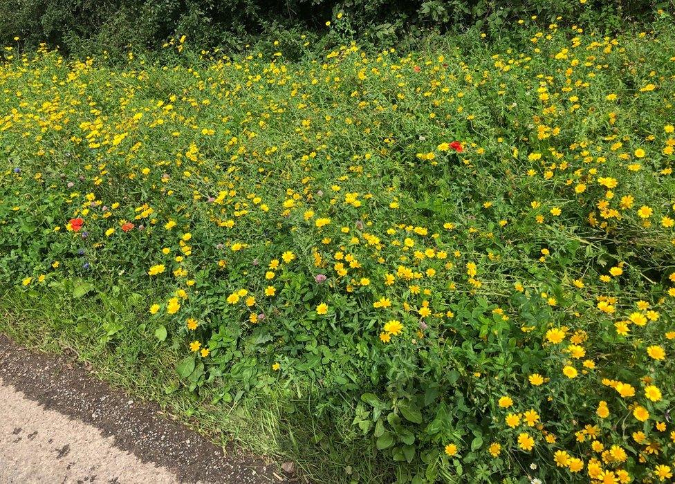 Thurlaston verge