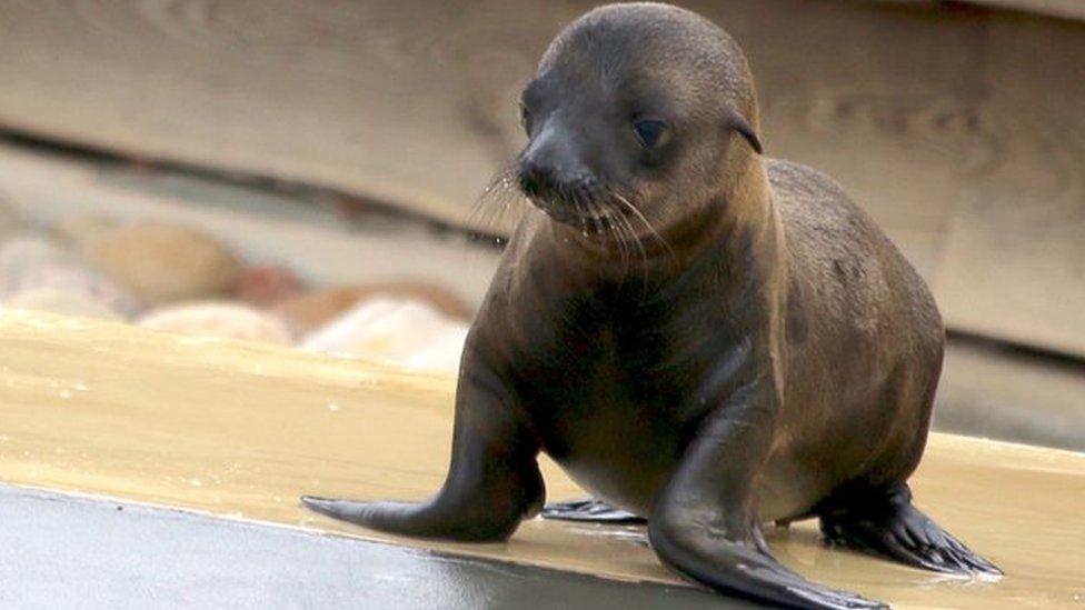 Baby sea lion