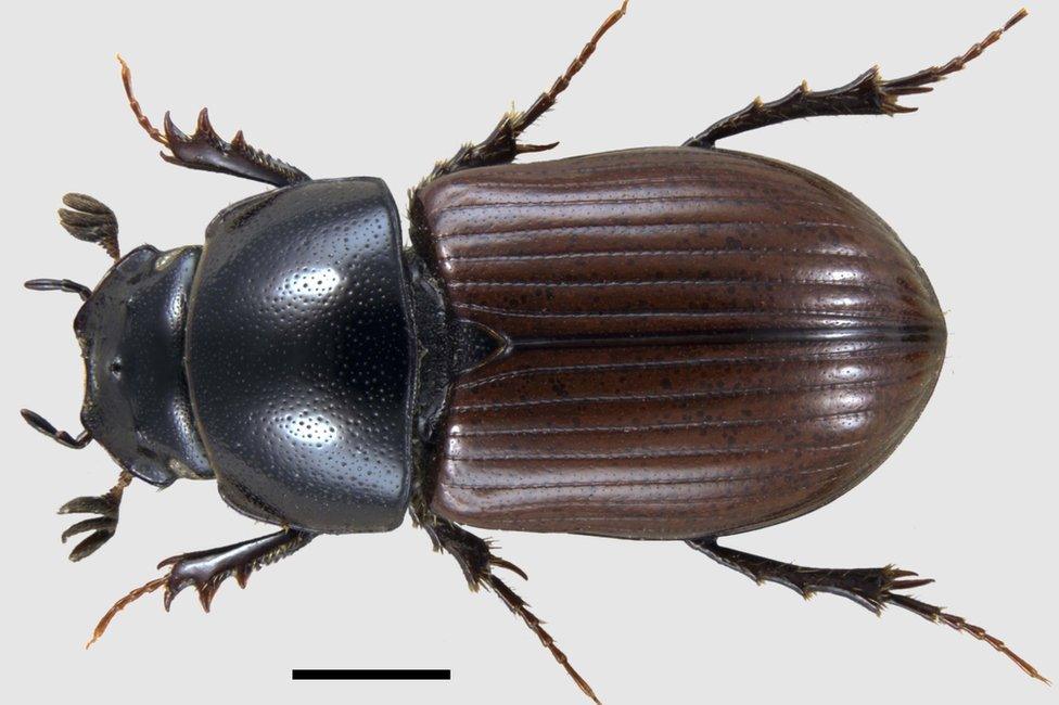 Aphodius nemoralis
