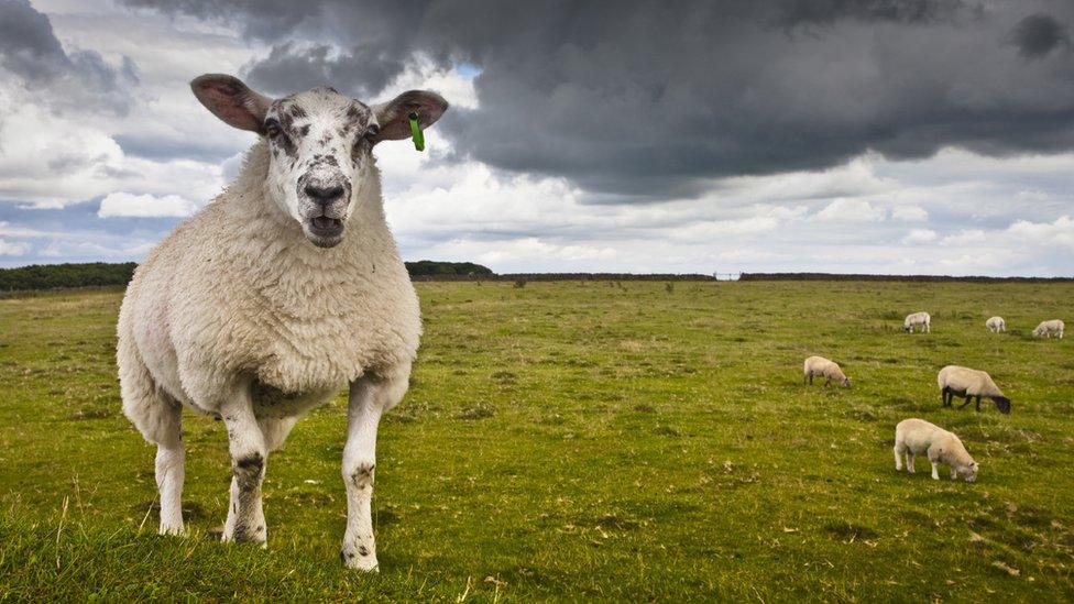 Sheep in field