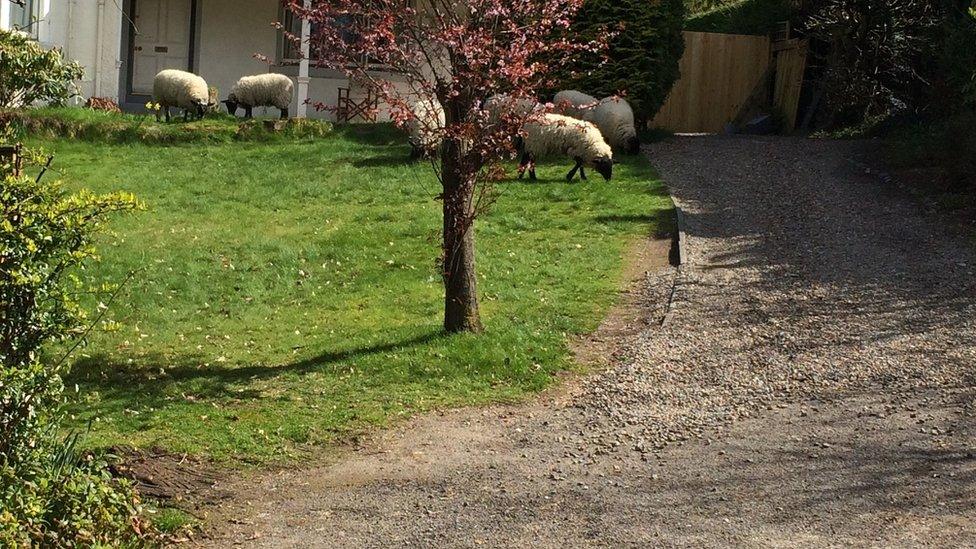 Sheep in Inverness
