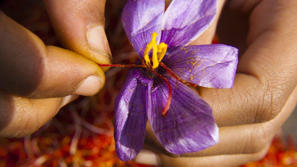 Kashmiri farmers pluck threads or crocus from plucked saffron flowers