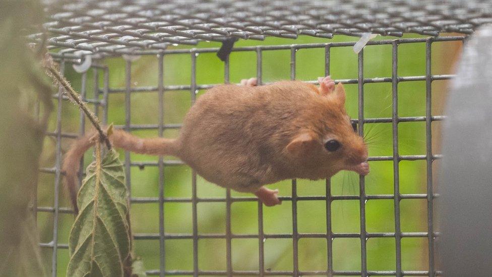 Dormouse in a release cage