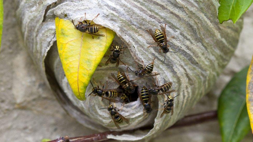 Wasps around a nest