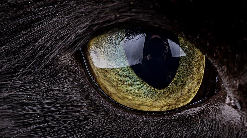 Animal eye