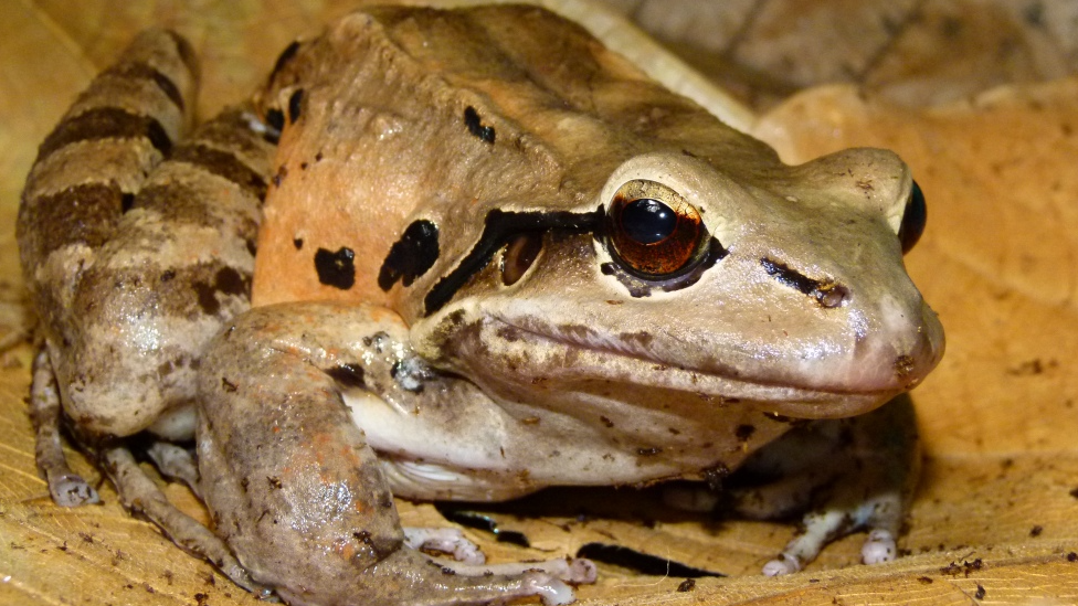 Mountain chicken frog