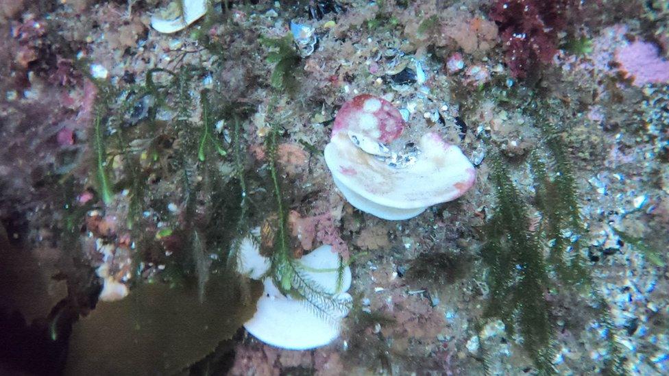 Bleached sea sponges