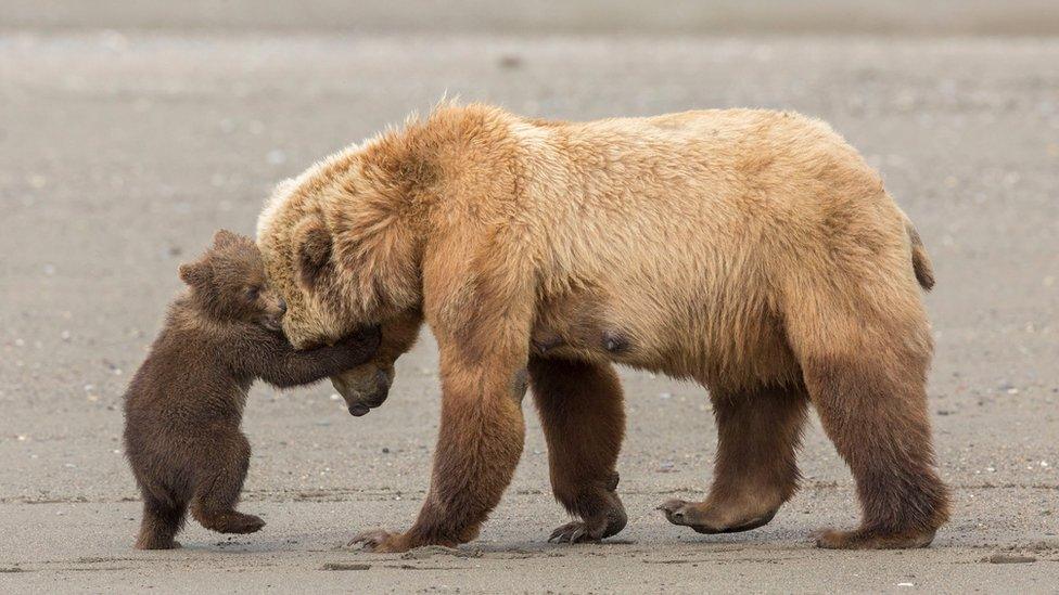 Ashleigh Scully took the photo in Alaska's Lake Clark National Park, USA, and has been shortlisted in the 11-14 Years category.