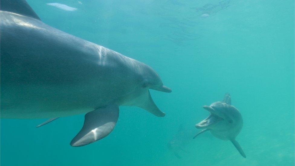 Two dolphins communicating with each another under the water