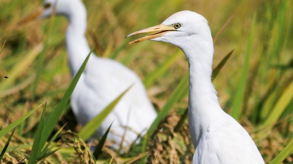 Cattle egrets stand amidst a rice field in Egypt