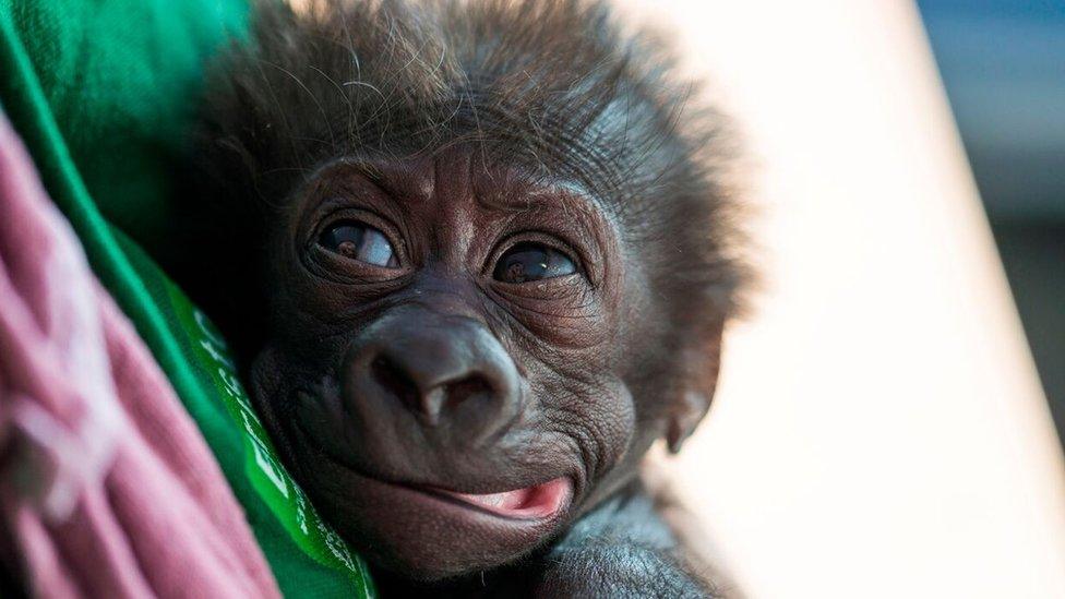 Baby gorilla