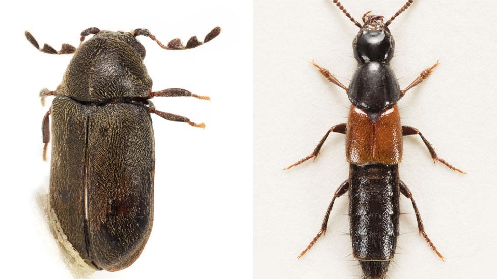 Mirosternomorphus heali Bercedo & Arnaiz (left), and Quedius lyszkowskii Lott beetles