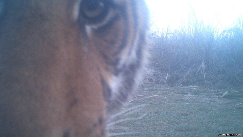 Bengal tiger spotted on a camera trap