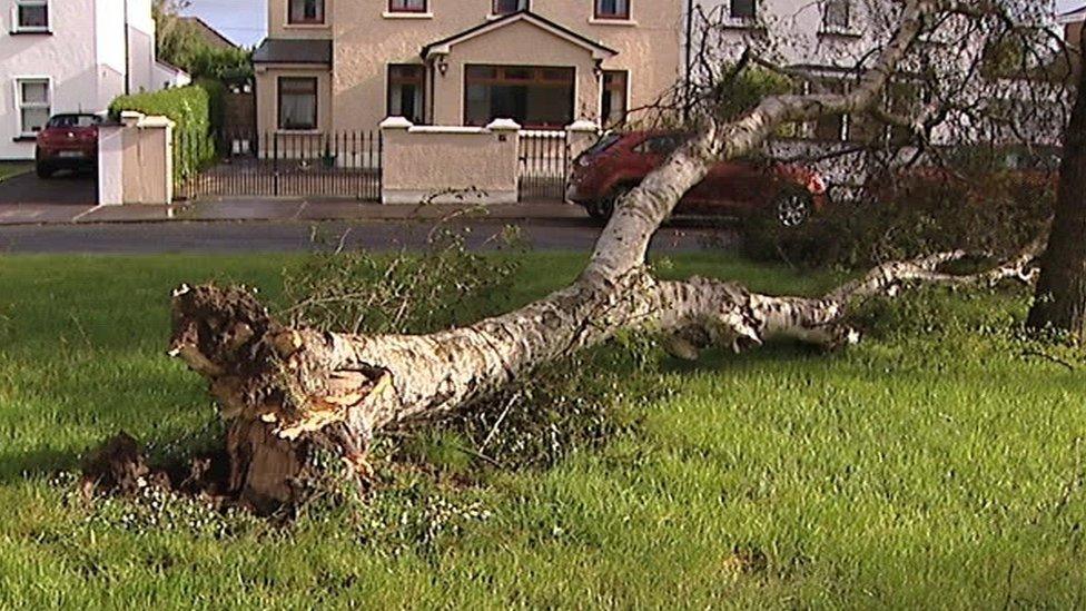 Tree damaged in Republic of Ireland