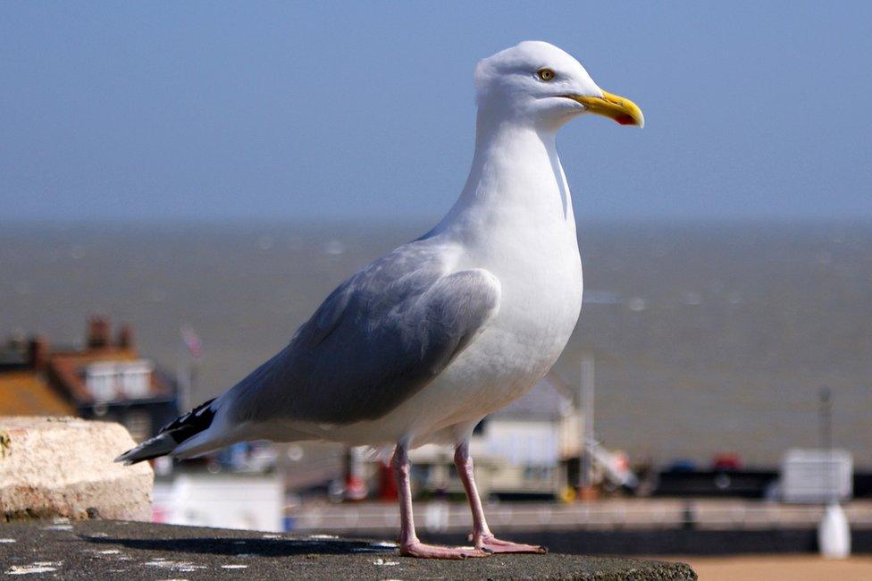 Seagull