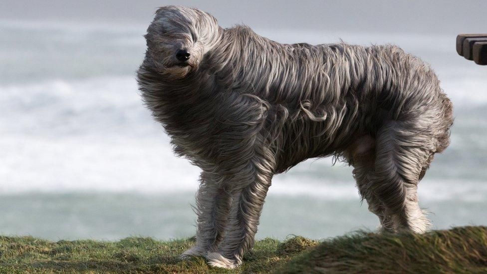 Windswept dog during Storm Imogen