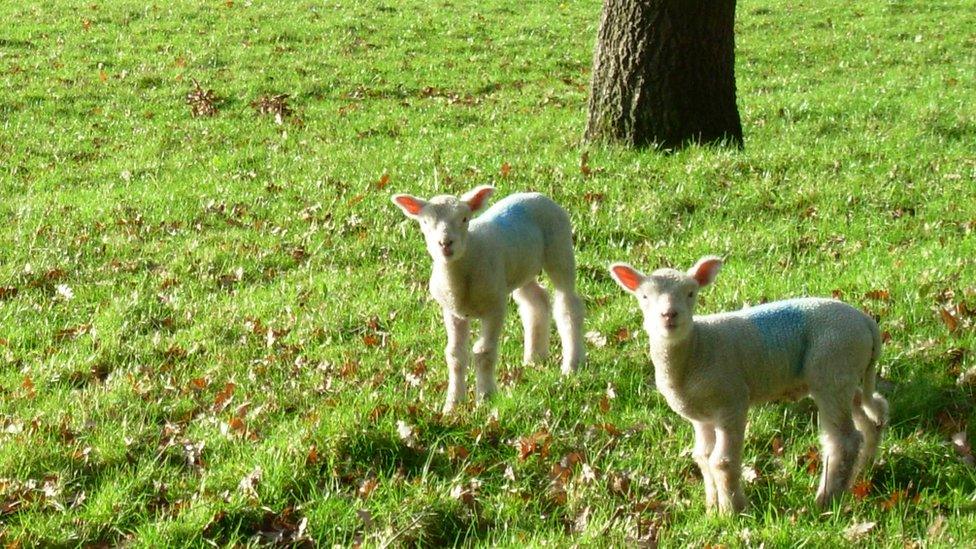 The lambs after being pulled out of the well