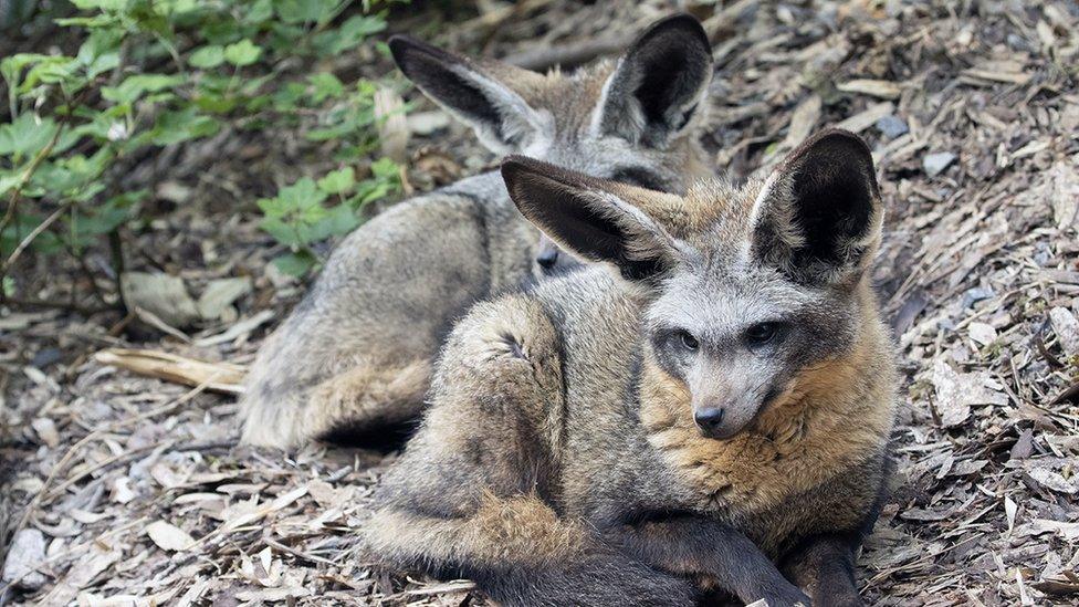 Adult bat-eared foxes