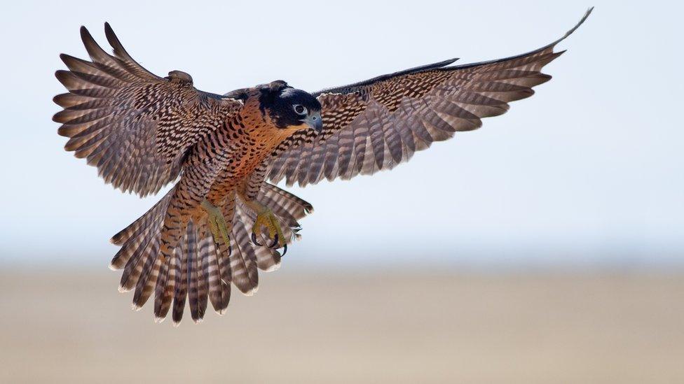 Peregrine falcon