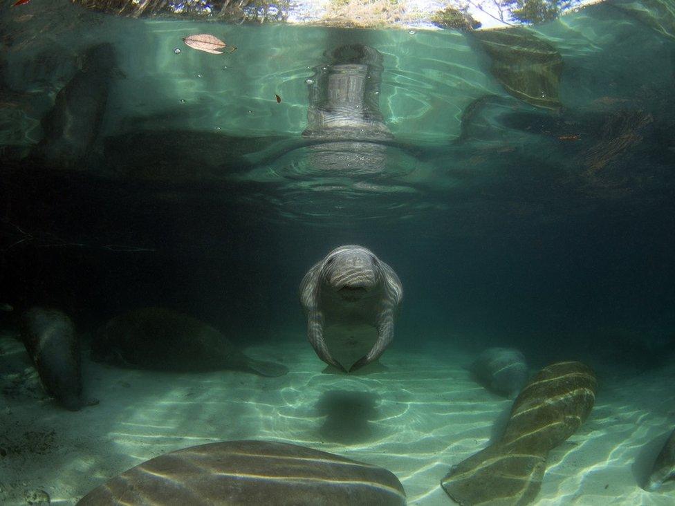 Manatee