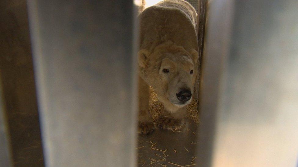 Polar bear Walker exploring the crate