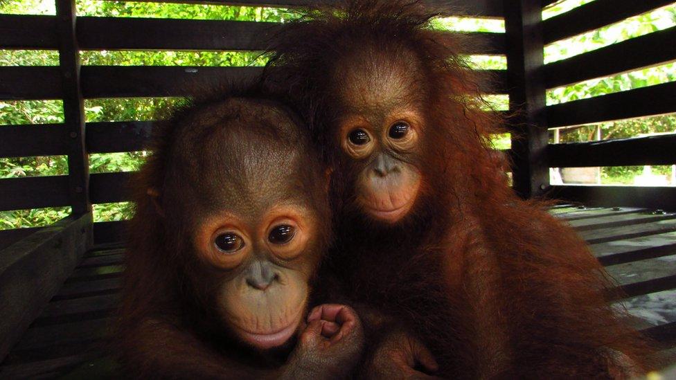 Orang-utans.