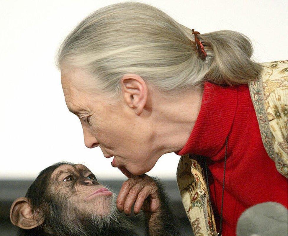 British primatologist Jane Goodall, the world's famous authority on chimpanzees, kissed by Pola, a young chimpanzee, during a press conference at Budapest Zoo