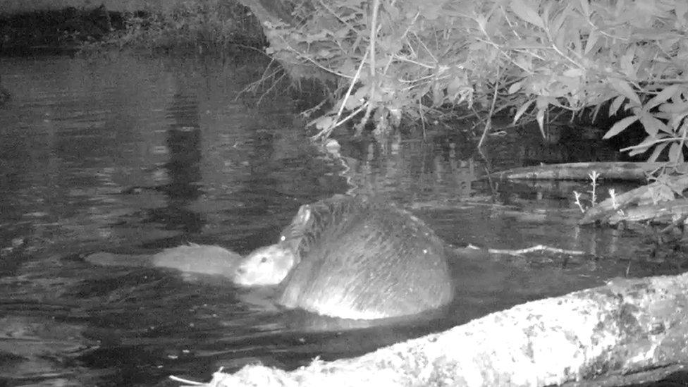 National Trust camera footage