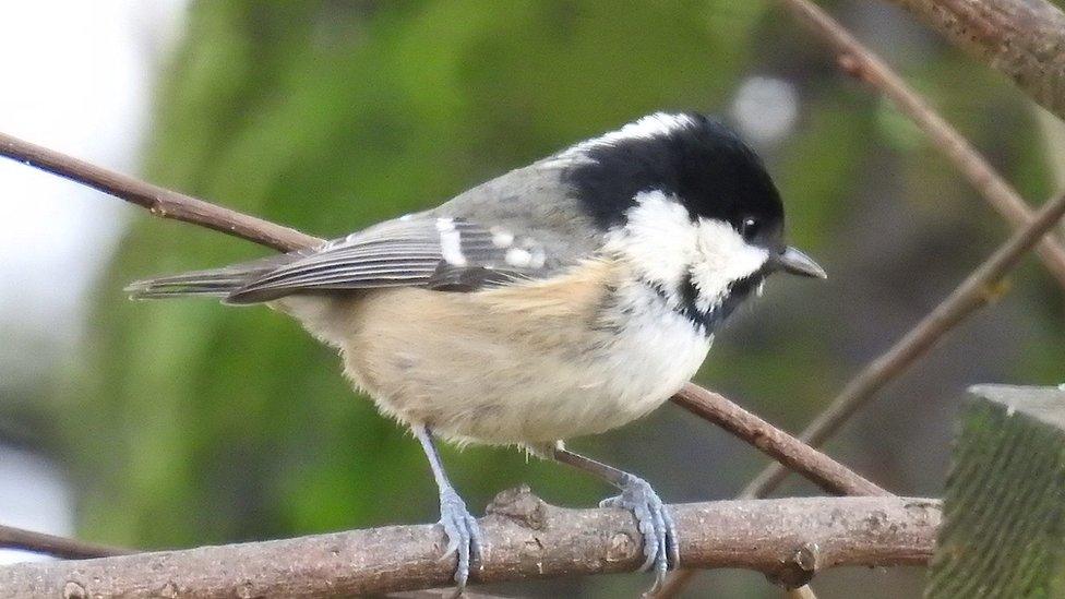 A picture of this coal tit was taken in Robert Pinch's garden in Neath.