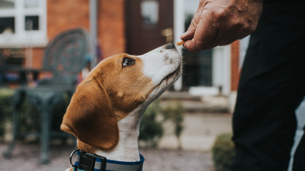 A beagle awaits instruction from their owner