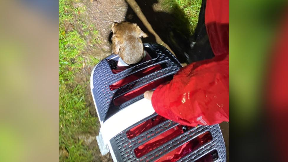 Dog being rescued in a cat basket