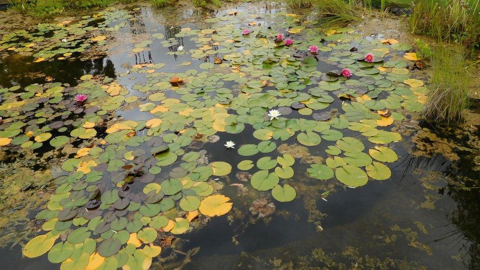 Garden pond in Long Compton