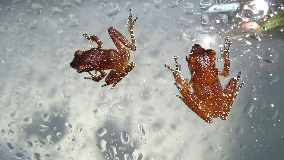 Two cinnamon frogs