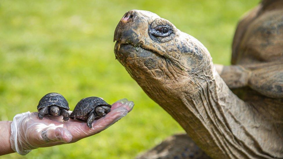 Dirk and the newborns