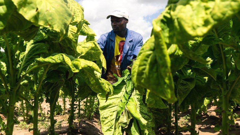 A worker on a tobacco farm in Zimbabwe wearing a T-shirt showing the face of Zimbabwean President Emmerson Mnangagwa