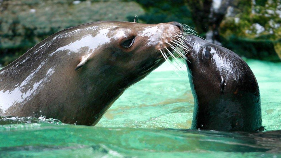 Sea lion Holly playing in the water with her cub