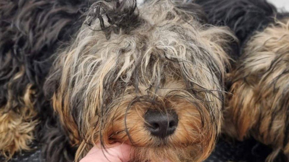 A rescued Yorkie terrier