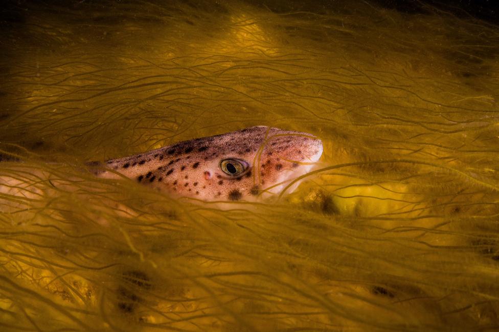 A catshark in bootlace