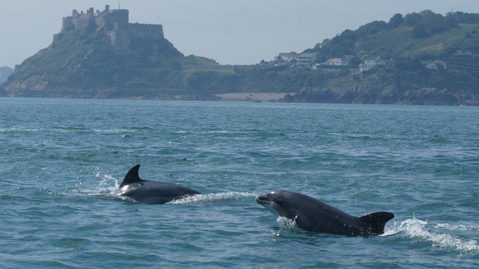 Dolphins