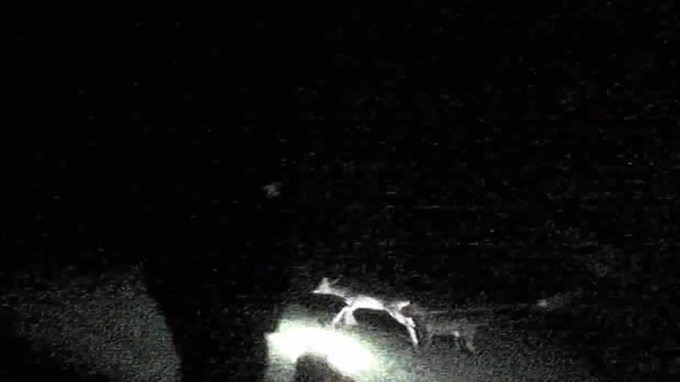 Undercover shot of dog attacking deer