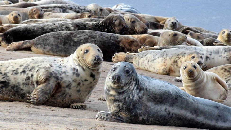 Grey seals