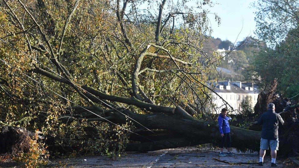 Residents look at fallen trees in Cork