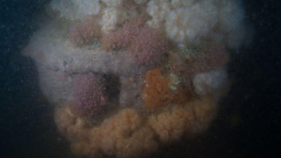 Part of the Mona's Queen shipwreck underwater with marine life covering it