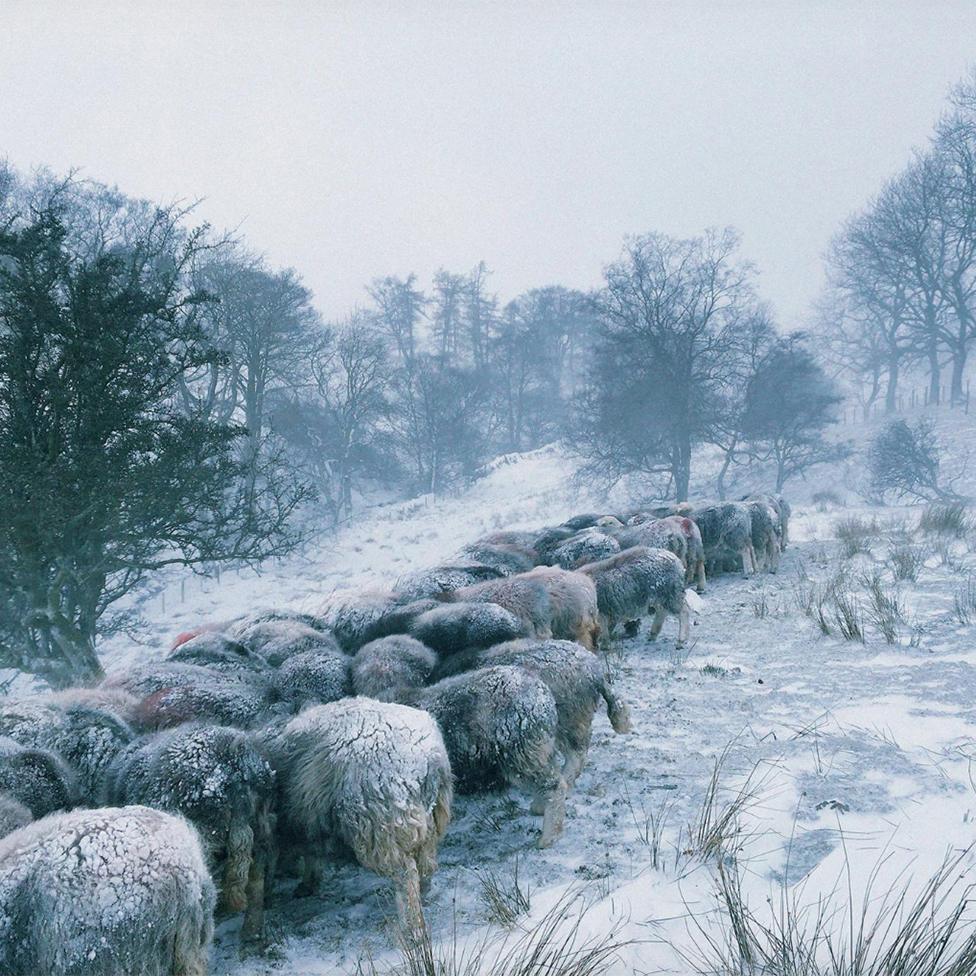 Sheep gather together for warmth on a snowy day