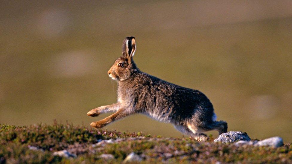 A brown Scottish Hare