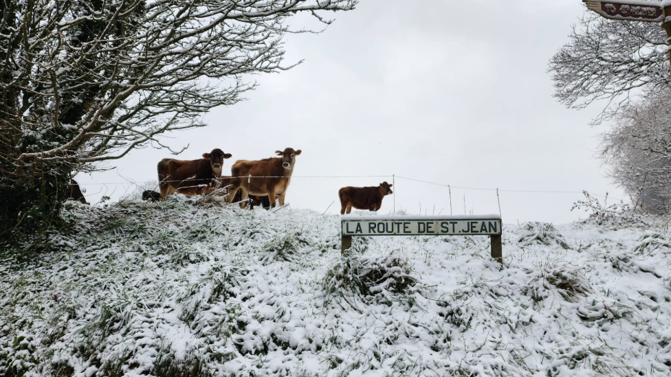 Cows in the Jersey snow