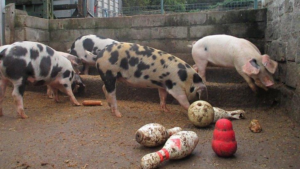 Pigs at Gorgie City Farm